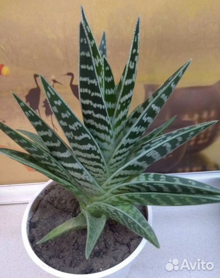 Растения для сада