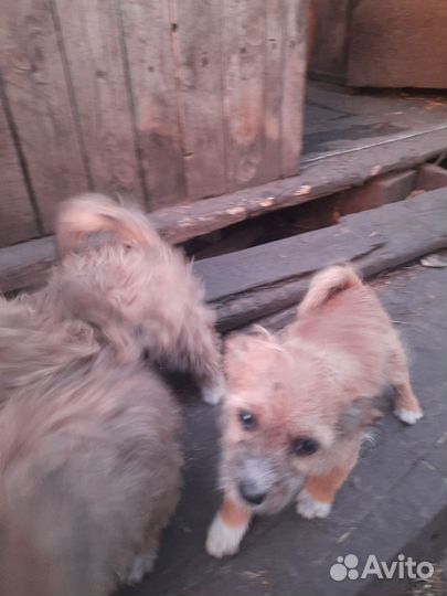 Собаки бесплатно