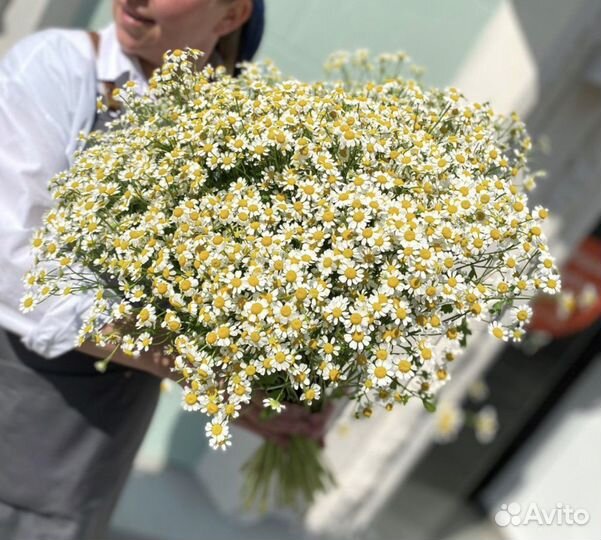 Ромашки, букет ромашек, цветы, доставка цветов
