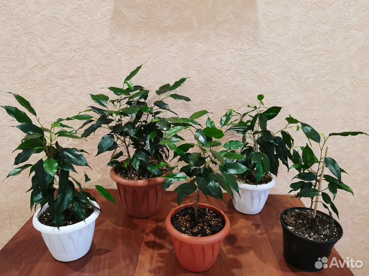 Сортовые фикусы