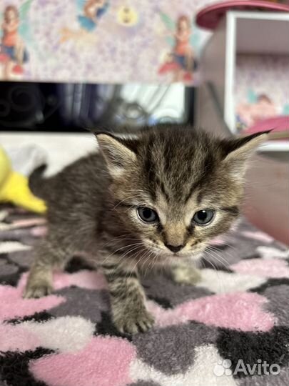 Британские котята
