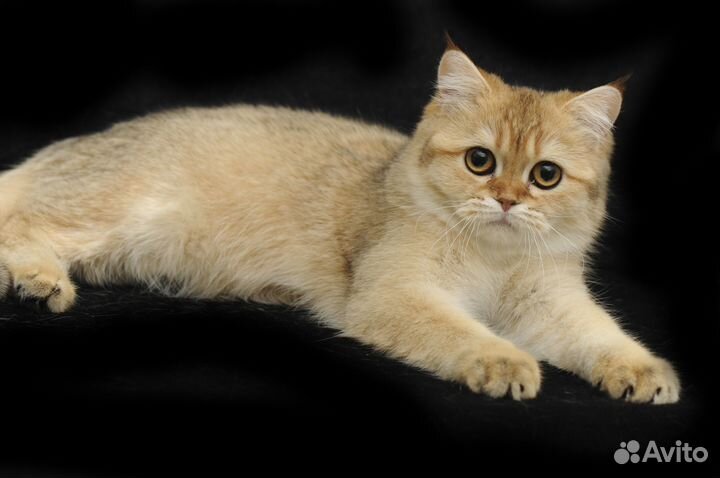 Британская золотая шиншилла