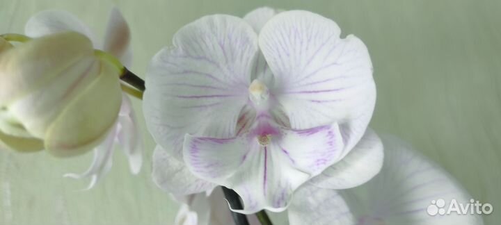 Орхидея фаленопсис Биг лип Манхэттен