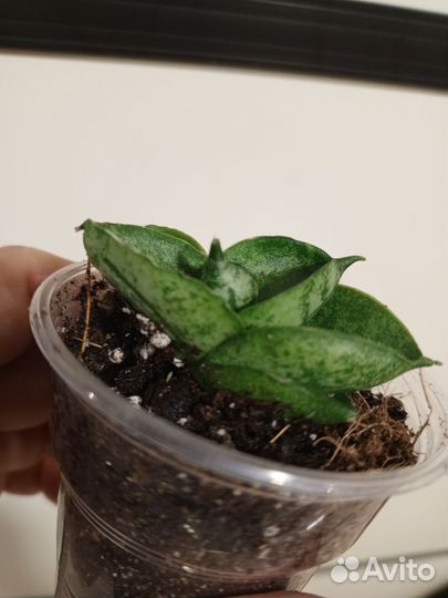 Сансевьерии 1