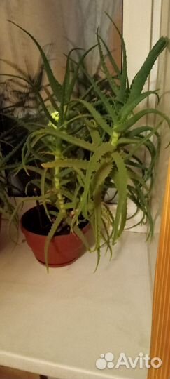 Алоэ столетник