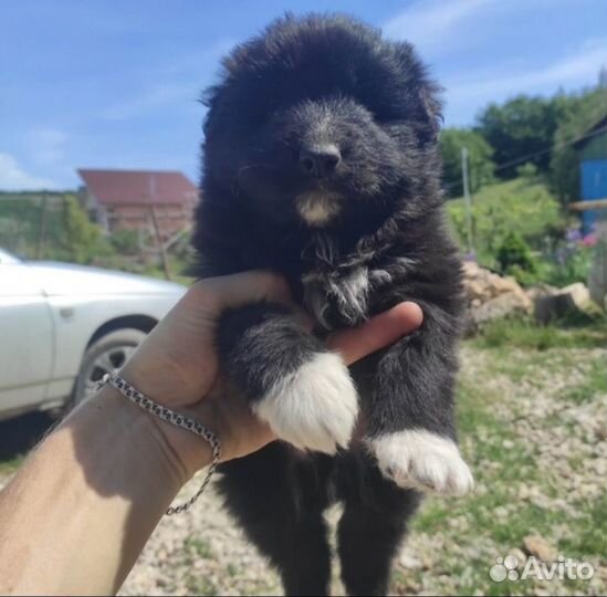Отдам в добрые руки щенка