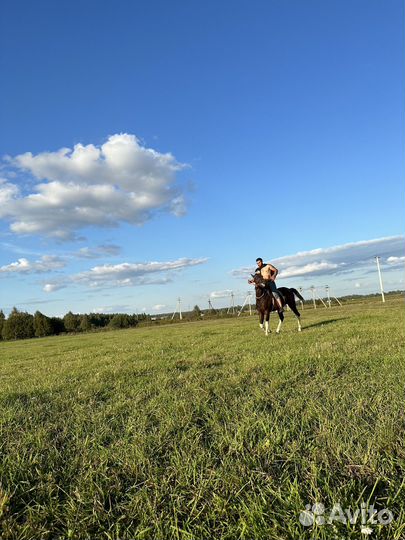 Продам лошадь жеребца