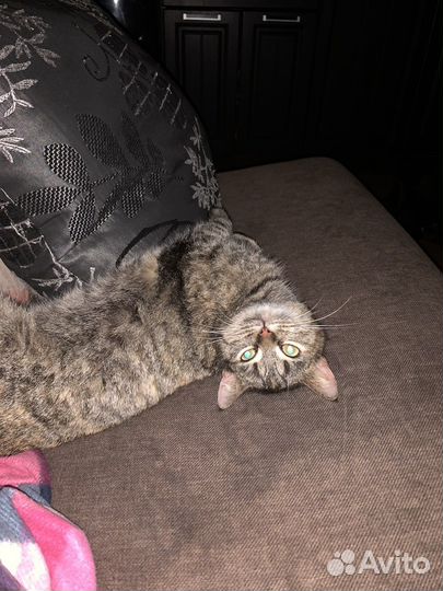 Кошечка в добрые руки