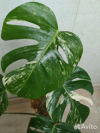 Монстера альба вариегатная