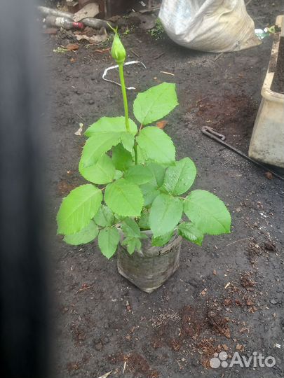 Саженцы роз