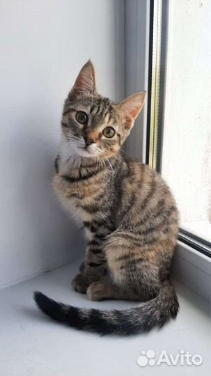 Кошечка Люся