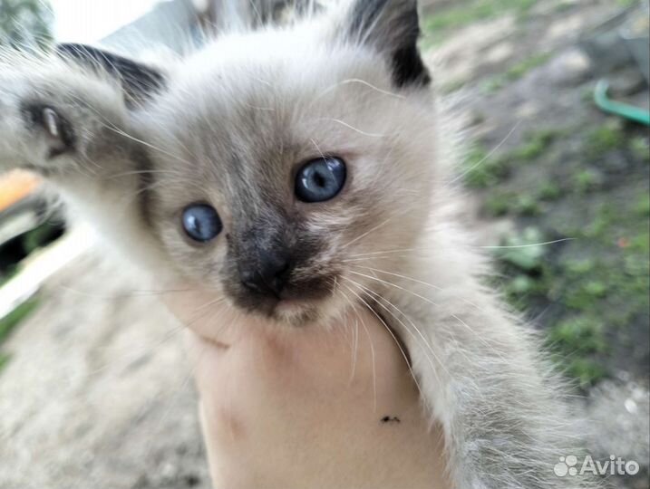 Кошка в дар бесплатно