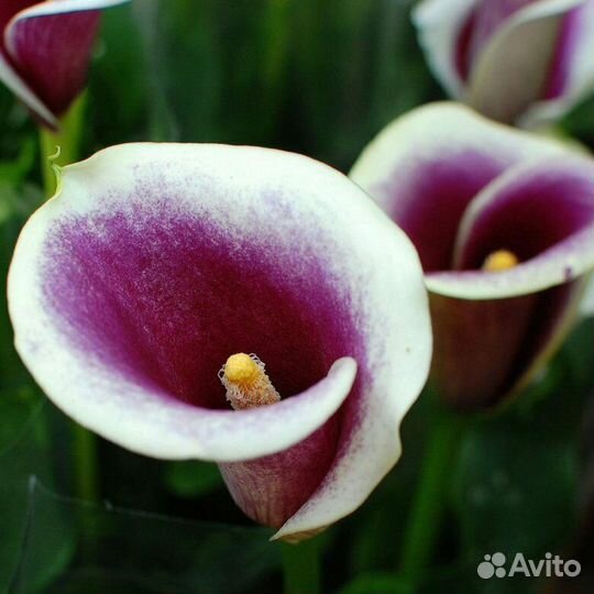 Луковицы каллы