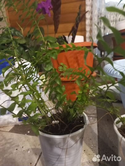 Папортник комнатный