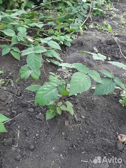 Саженцы ежемалины