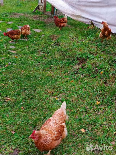 Куры несушки