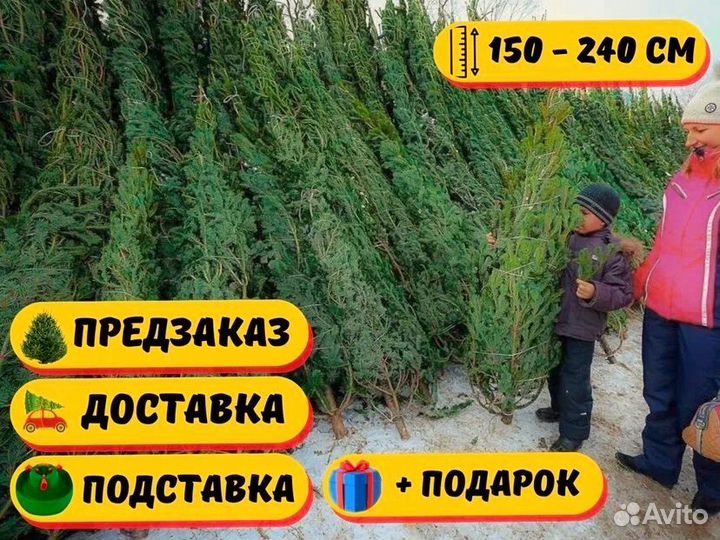 Новогодние Ели/Сосны