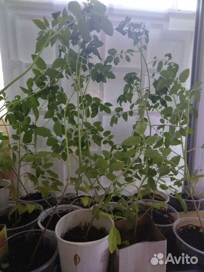 Рассада помидоры черри жёлтые