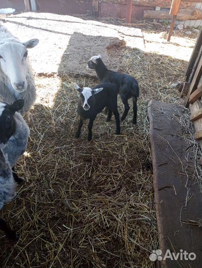 Овцы и баран