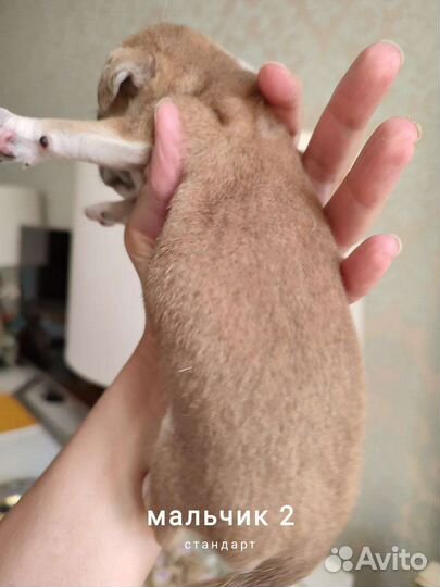 Чихуахуа бело-рыжие коровки