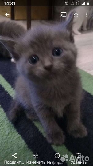 Котята от красавицы мамы 