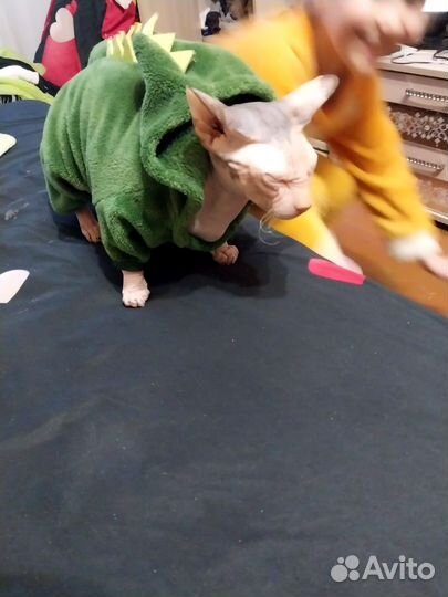Вязка кошка донской сфинкс