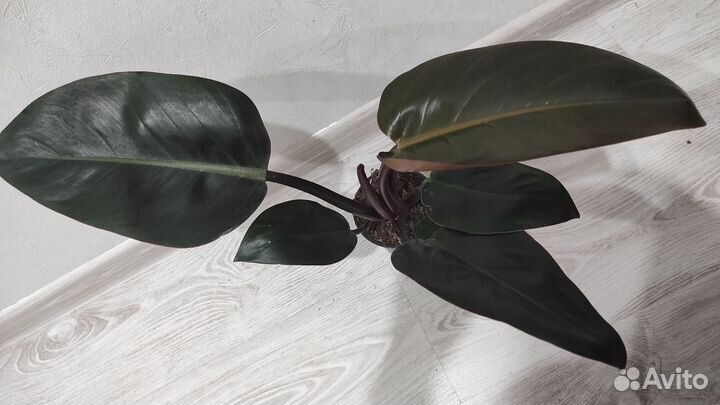 Филодендроны, часть1