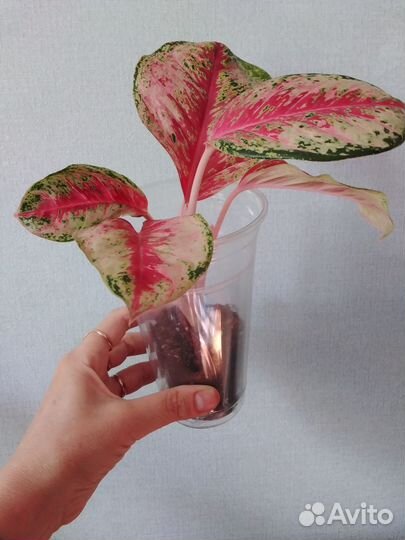 Аглаонемы. Обновл. 23.07.24