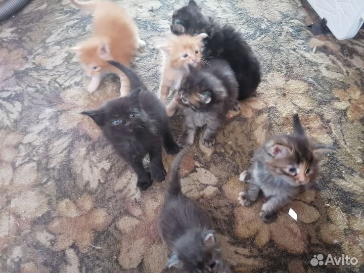 Котята мэйн кун