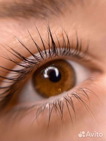 Обучение на бровиста