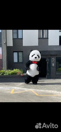 Поздравление,Мишка Тедди,Белый медведь,Панда,Зайка