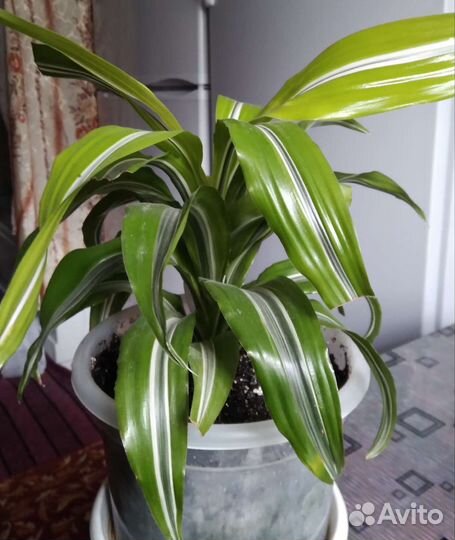 Драцена,Кротон,Аглаонема, Фикус, Аспарагус