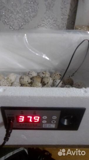 Перепела.под заказ