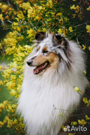 Фотограф анималист
