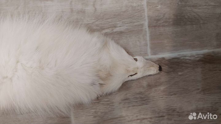 Шкура песца