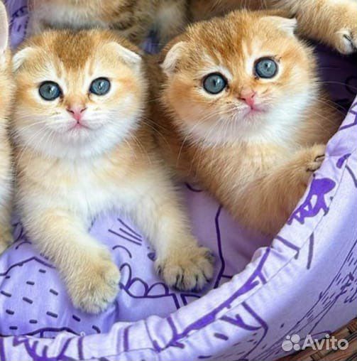 Шотландские вислоухие и прямоухие котята