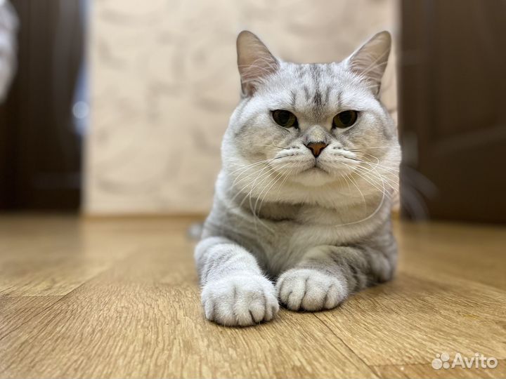 Собака и кот для съемок,фотосессий,модель