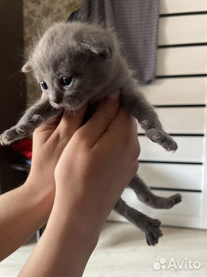 Британские котята