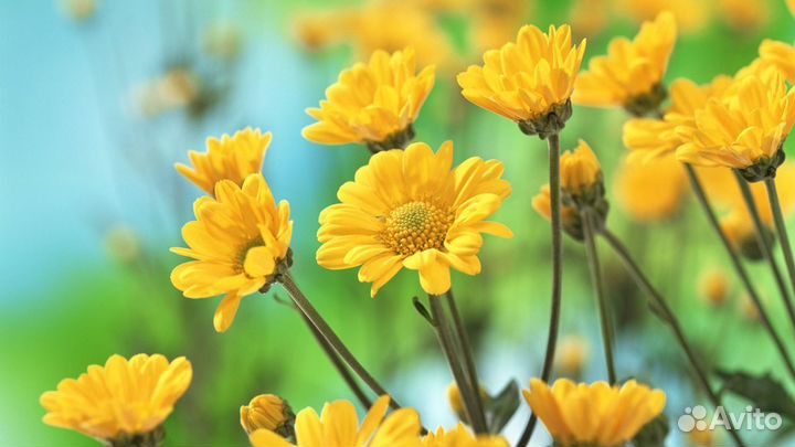 Обучение бухучету