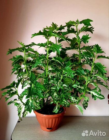 Колеусы большие