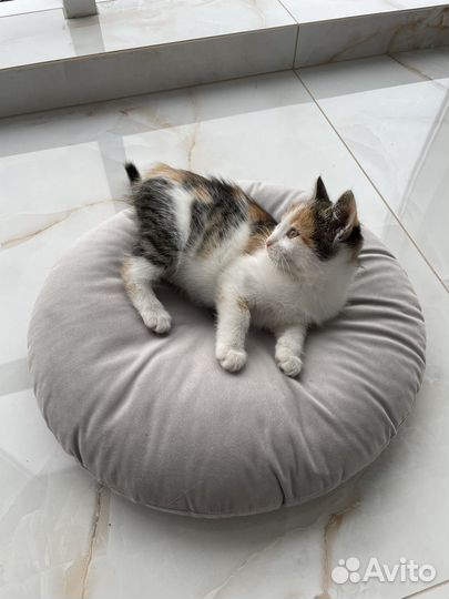 Котята в добрые руки, девочка 2 месяца