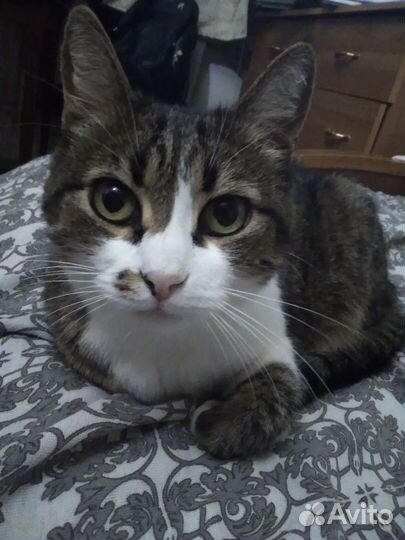 Кошка мышеловка