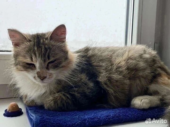 Кошечка в добрые руки