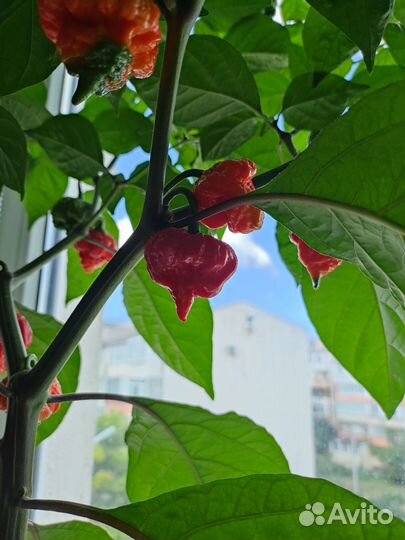 Перец Каролина Рипер свежие плоды