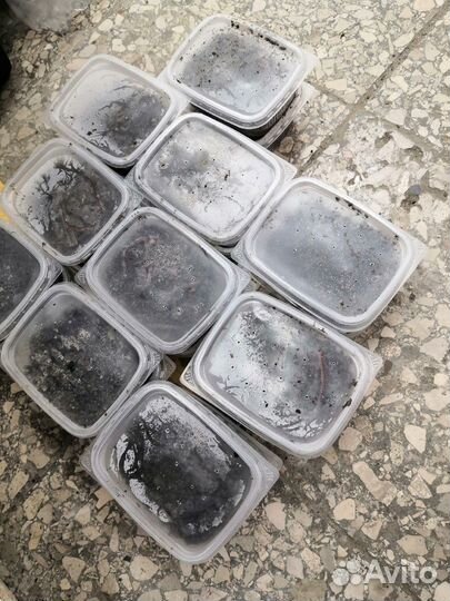 Черви дендробена