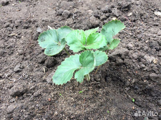 Рассада ремонтантной малины и клубники, Земклуника