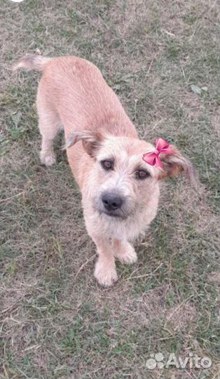 Щенки стаффа + дворняшка