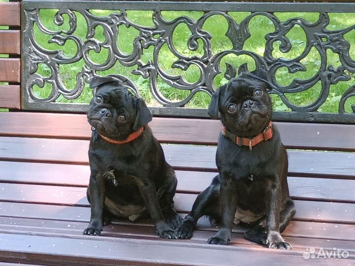 Щенки мопса