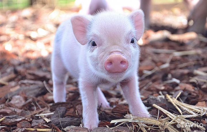 Вахта с проживанием.Разнорабочий на ферму Суземка