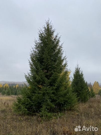 Саженыы ель обыкновенная береза сосна оптом